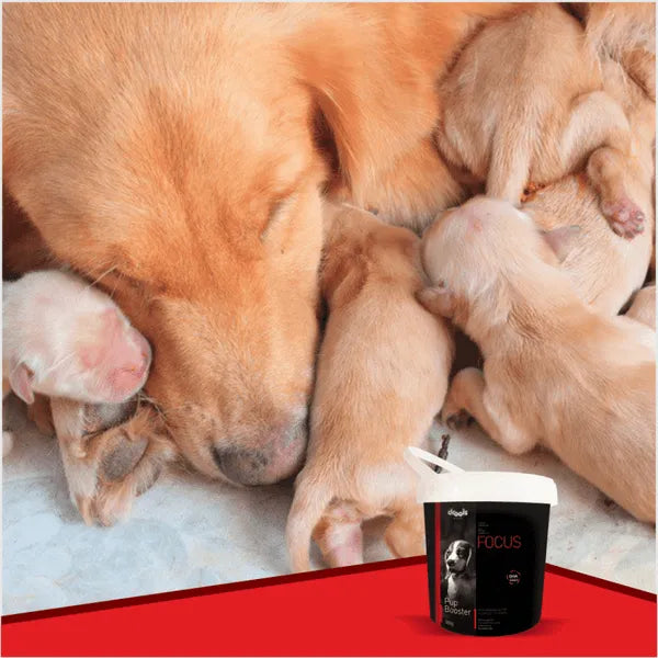 Drools Focus Pup Booster 300g Puppy Milk Replacer