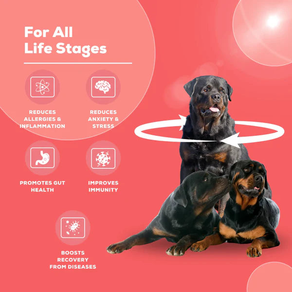 Venttura Immuno+ 100ML – Advanced Pet Immunity Booster for Dog