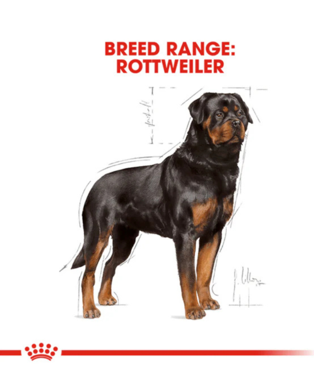 Royal Canin Rottweiler Adult Dry Dog Food â€“ 12 kg