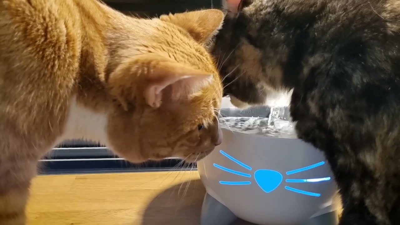 Catit PIXI - Cat Drinking Fountain||Running Water Fountain|| Automatic Water Bowl for Cats||with Multiple Drinking Options|| Triple Action Filter